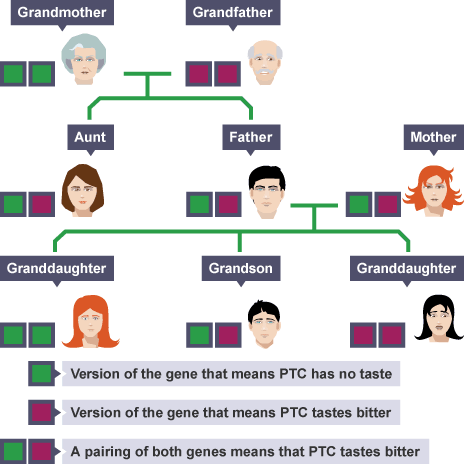 Pedigree showing inheritance pattern