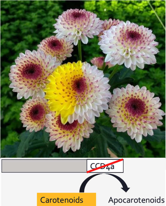 Yellow and white chrysanthemum flowers
